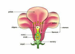 structure-of-the-female-reproductive-system-flower